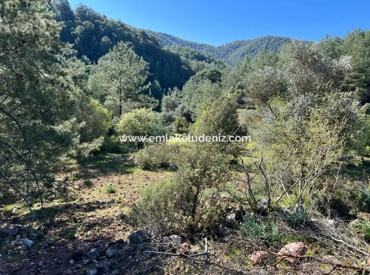 Land For Sale In Nature And Forest In Gökbel