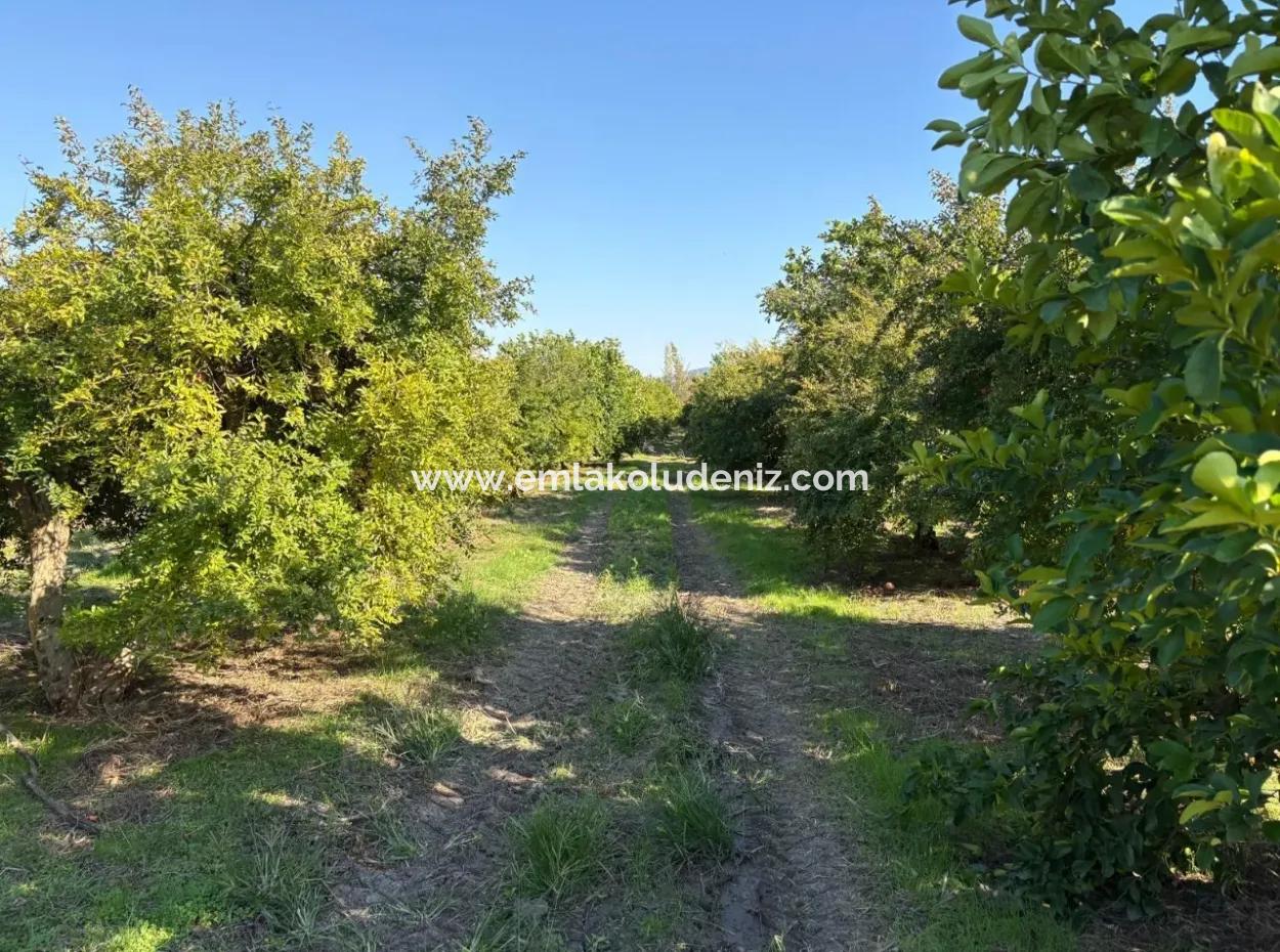 6150M2 Lemon And Pomegranate Garden For Sale In Eskiköy