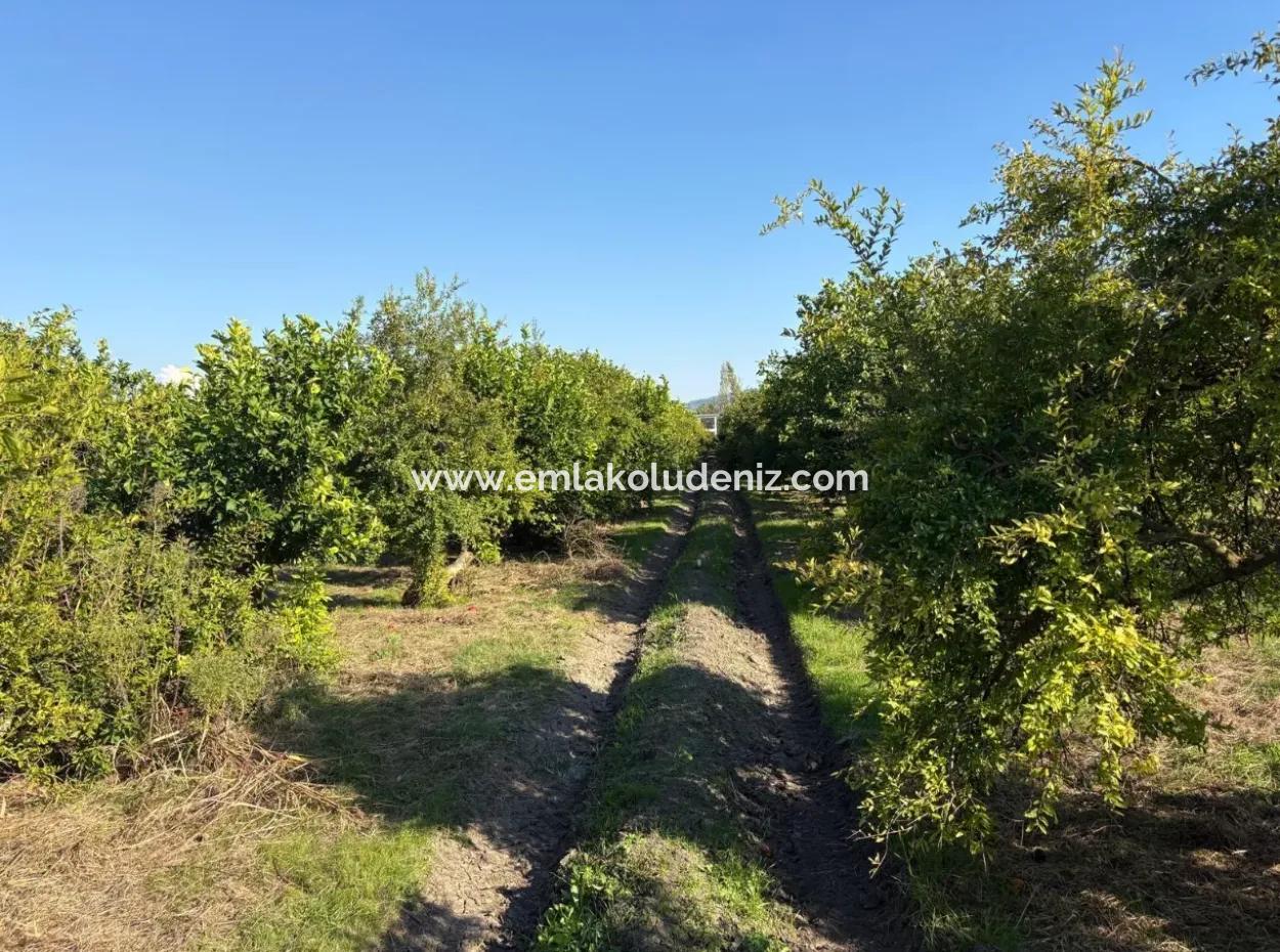 6150M2 Lemon And Pomegranate Garden For Sale In Eskiköy
