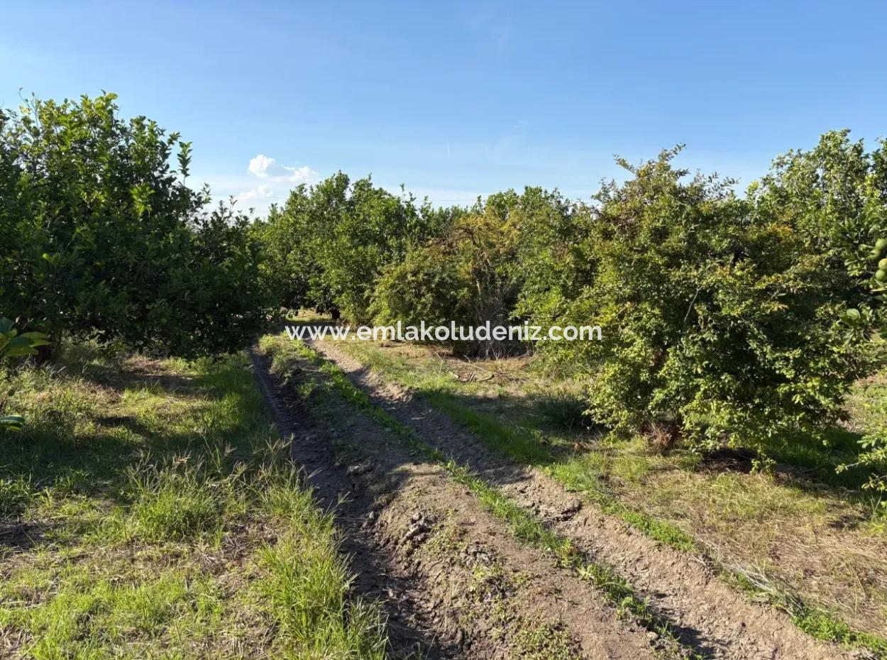 6150M2 Lemon And Pomegranate Garden For Sale In Eskiköy