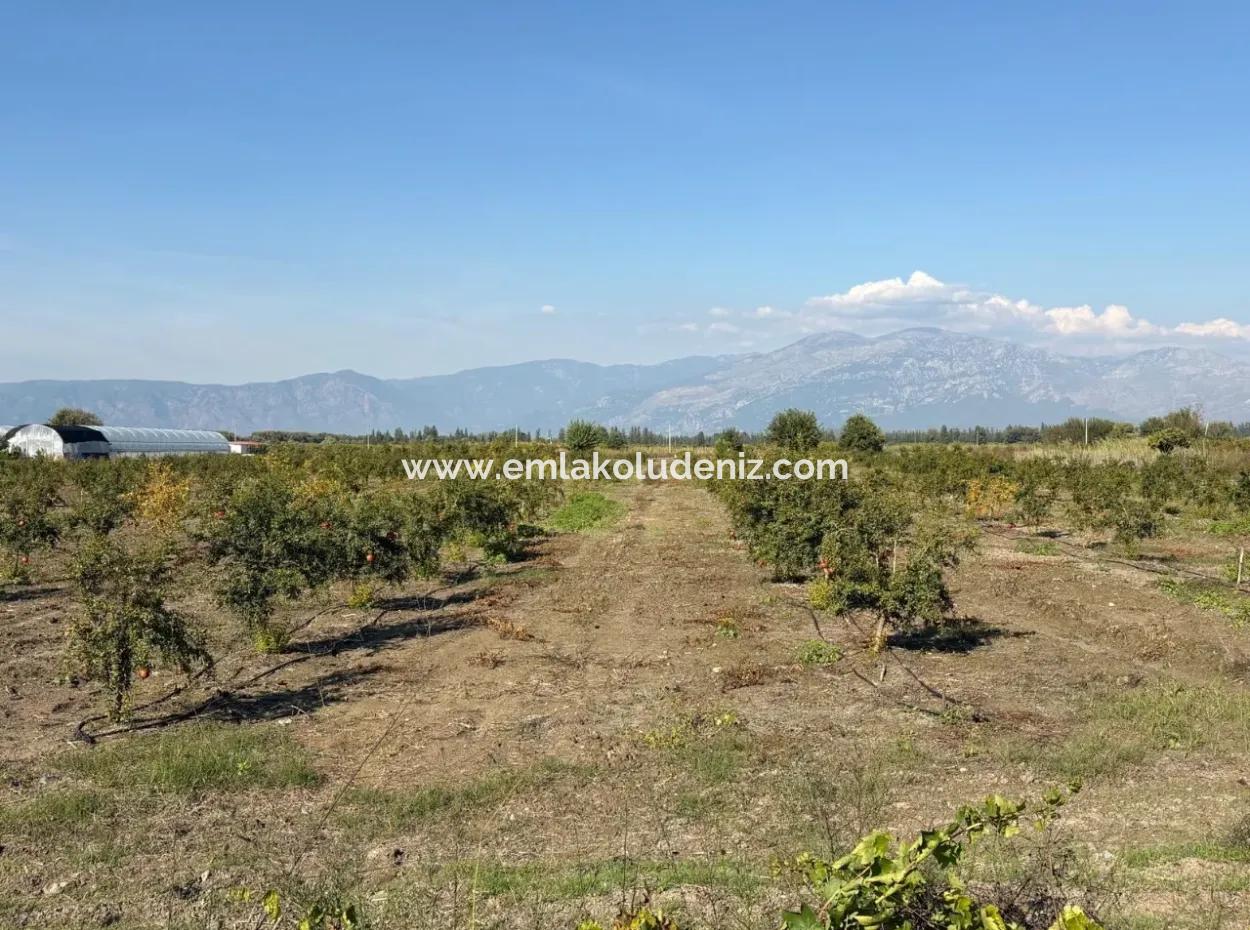 21500M2 Pomegranate Orchard For Sale In Eskiköy