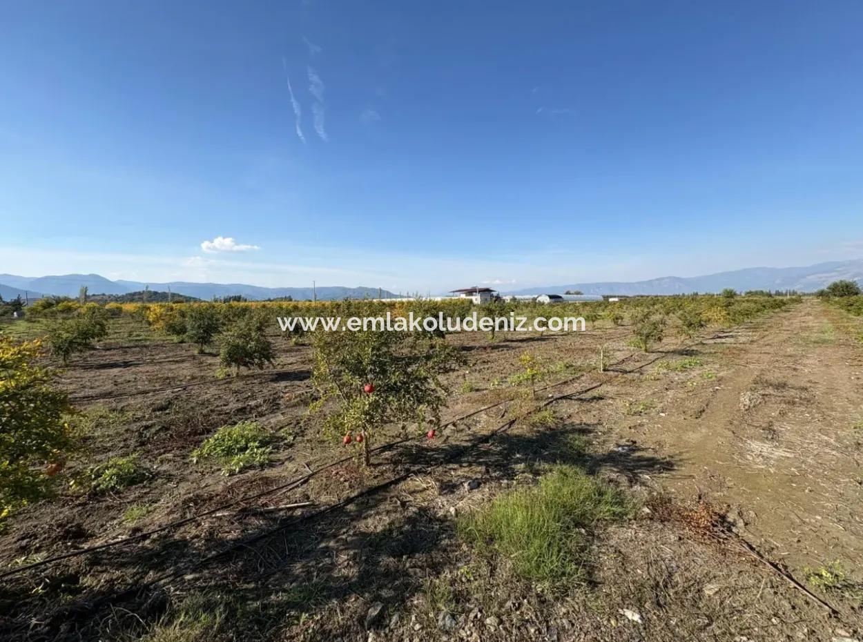 21500M2 Pomegranate Orchard For Sale In Eskiköy