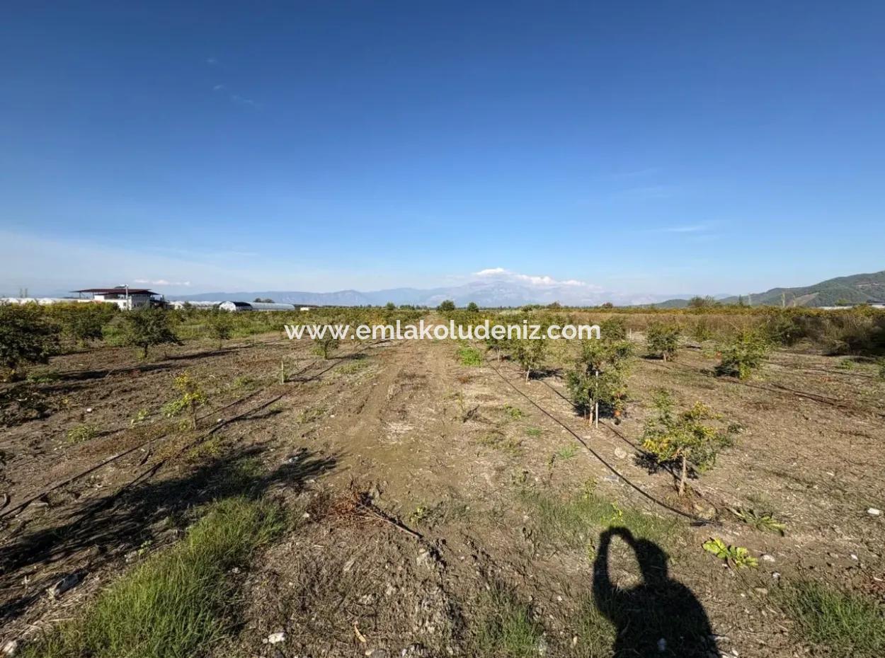 21500M2 Pomegranate Orchard For Sale In Eskiköy