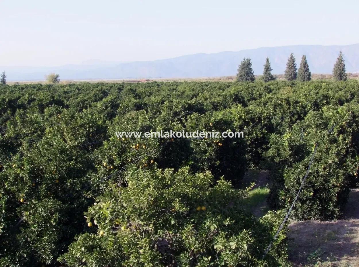 Garden For Sale In Oriya Tepearasi Between The Peak 65,000M2 Orange Garden For Sale