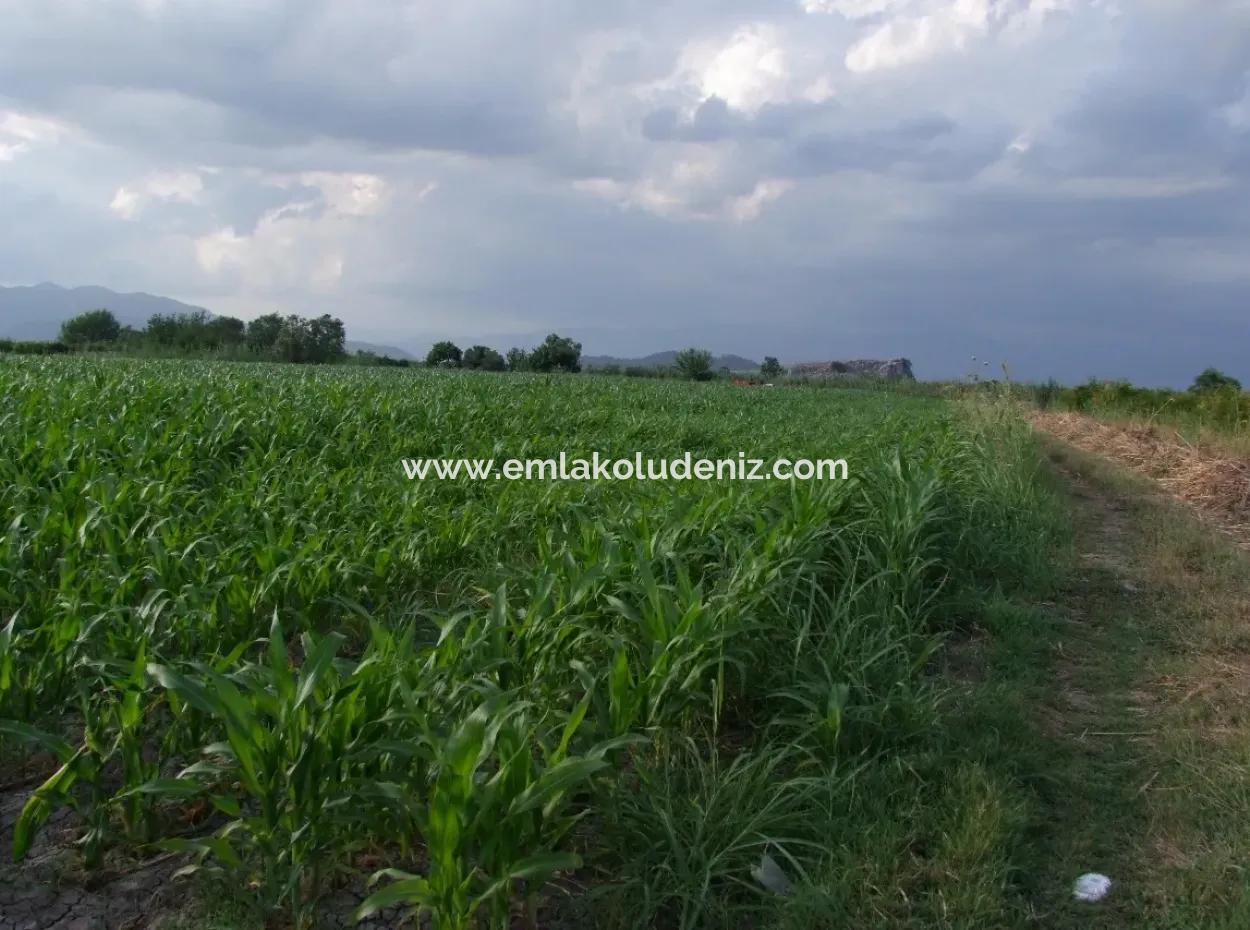 Farm For Sale Near The Centre Of Dalyan,14, 612M2 Farm For Sale