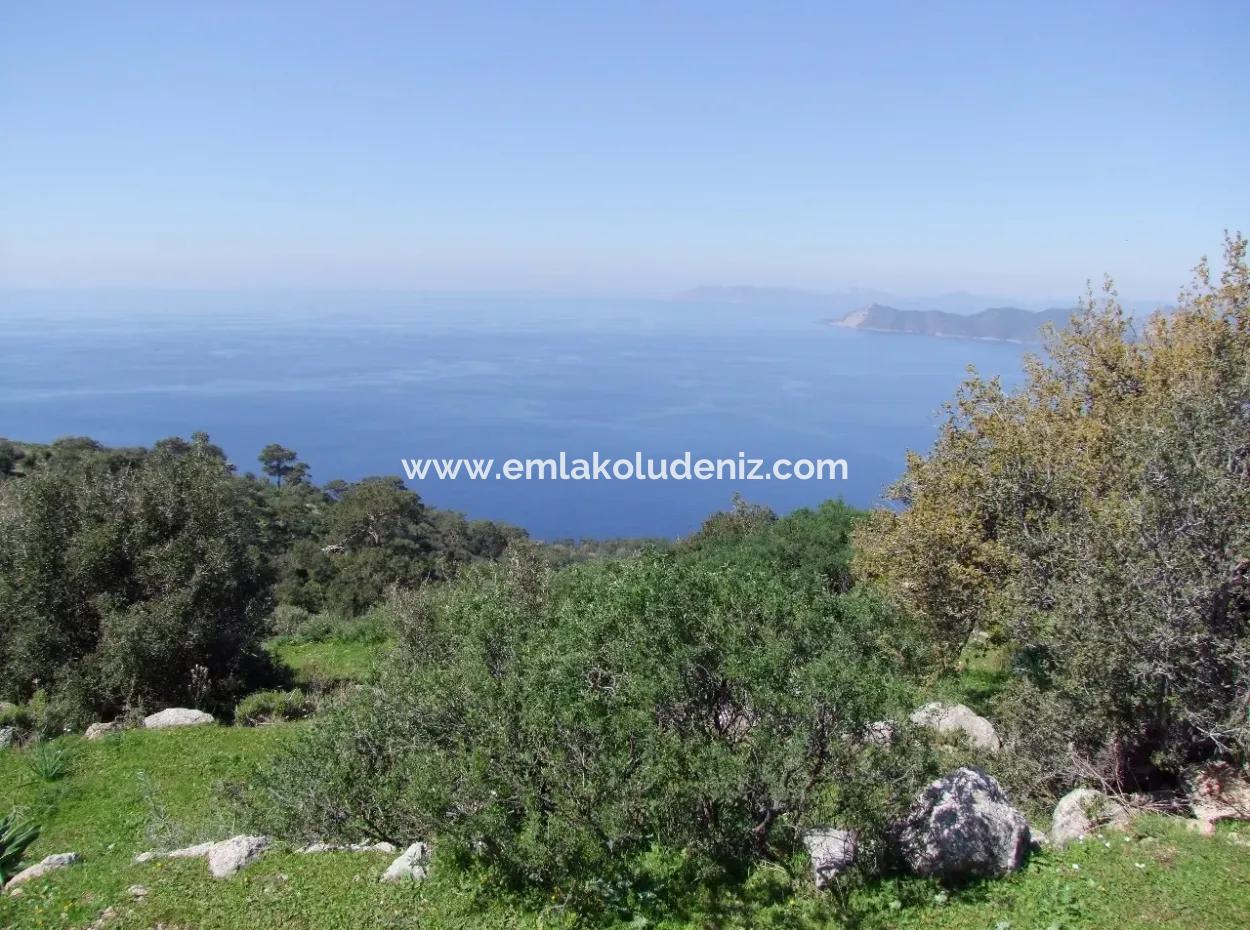 For Sale In Faralya Faralya With Sea View And 11,286M2 Land For Sale Tourism