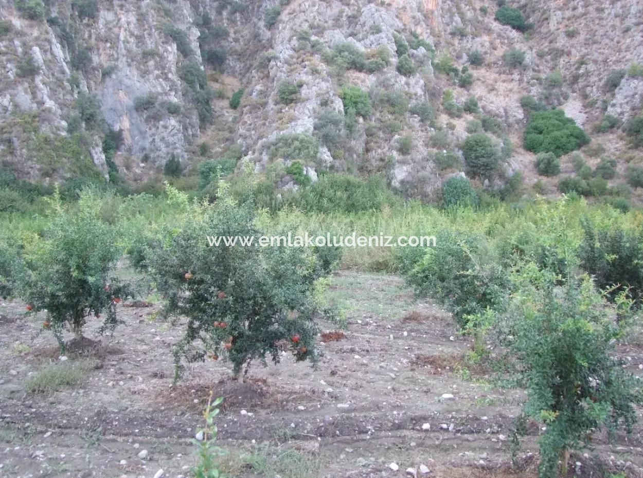 Plot For Sale In Pomegranate Garden For Sale In Oriya Mergenli Mergenli