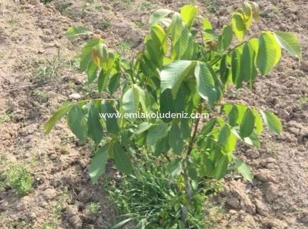 For Sale In St John's, Stabby Plot For Sale Zero In On The Path 1562M2