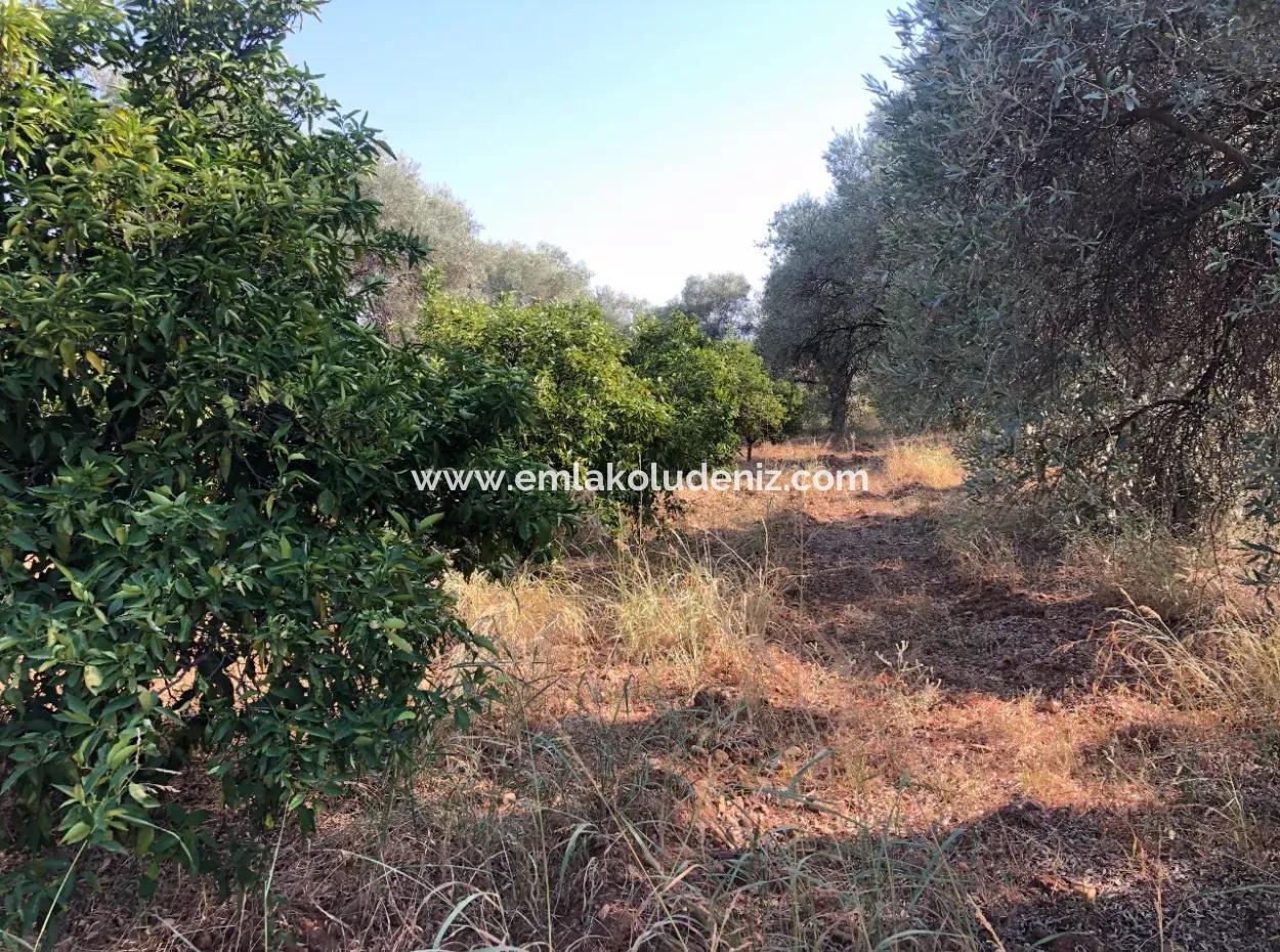 Land Field For Sale In Köyceğinz Yangi 9406M2 Land For Sale