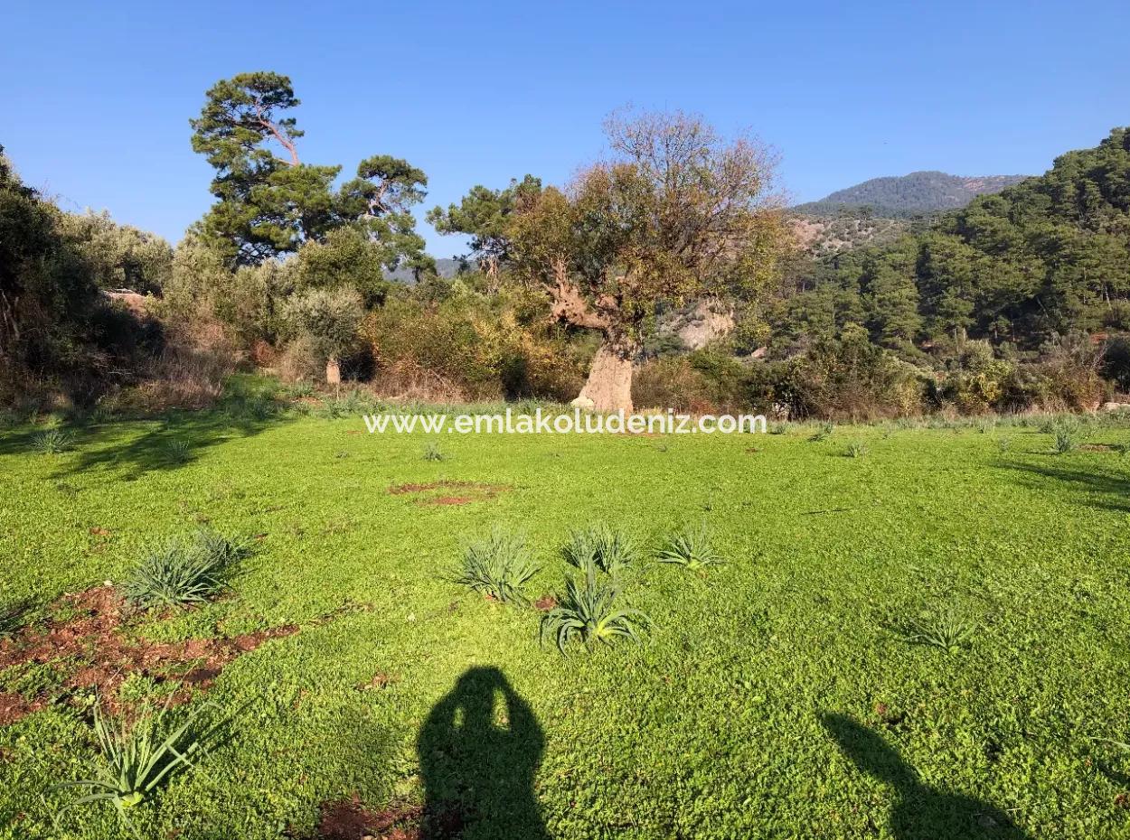 Ekincik Land For Sale 10,038M2 Land For Sale Field