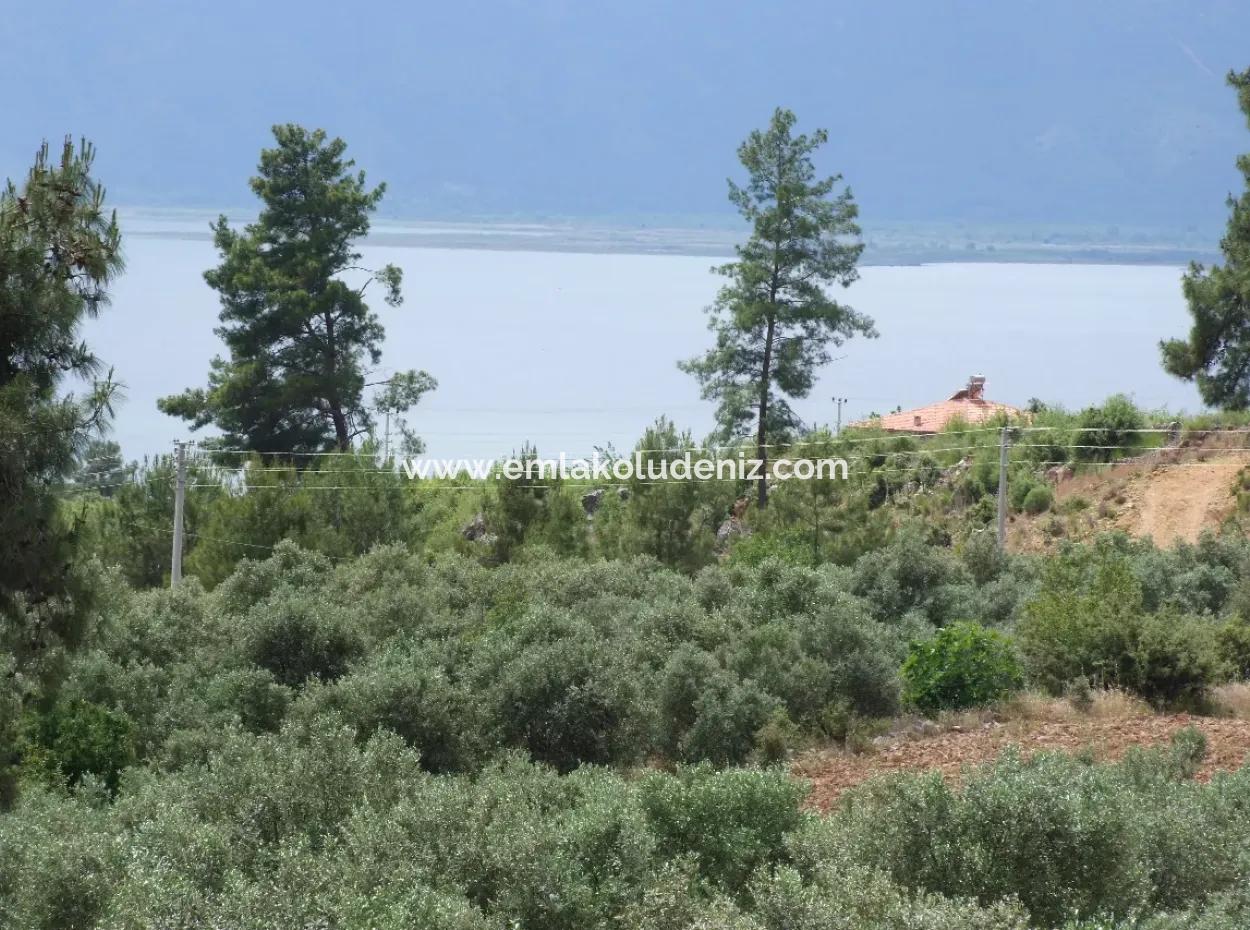 Luxury Villa For Sale In Zeytinalanda Köyceğinz Zeytınalanda 6800M2 Land Villa For Sale With Full Lake View