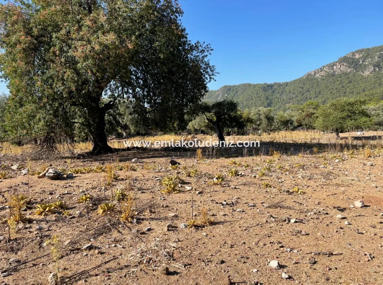 2620M2 Land Field For Sale With Sea View Of Çandir