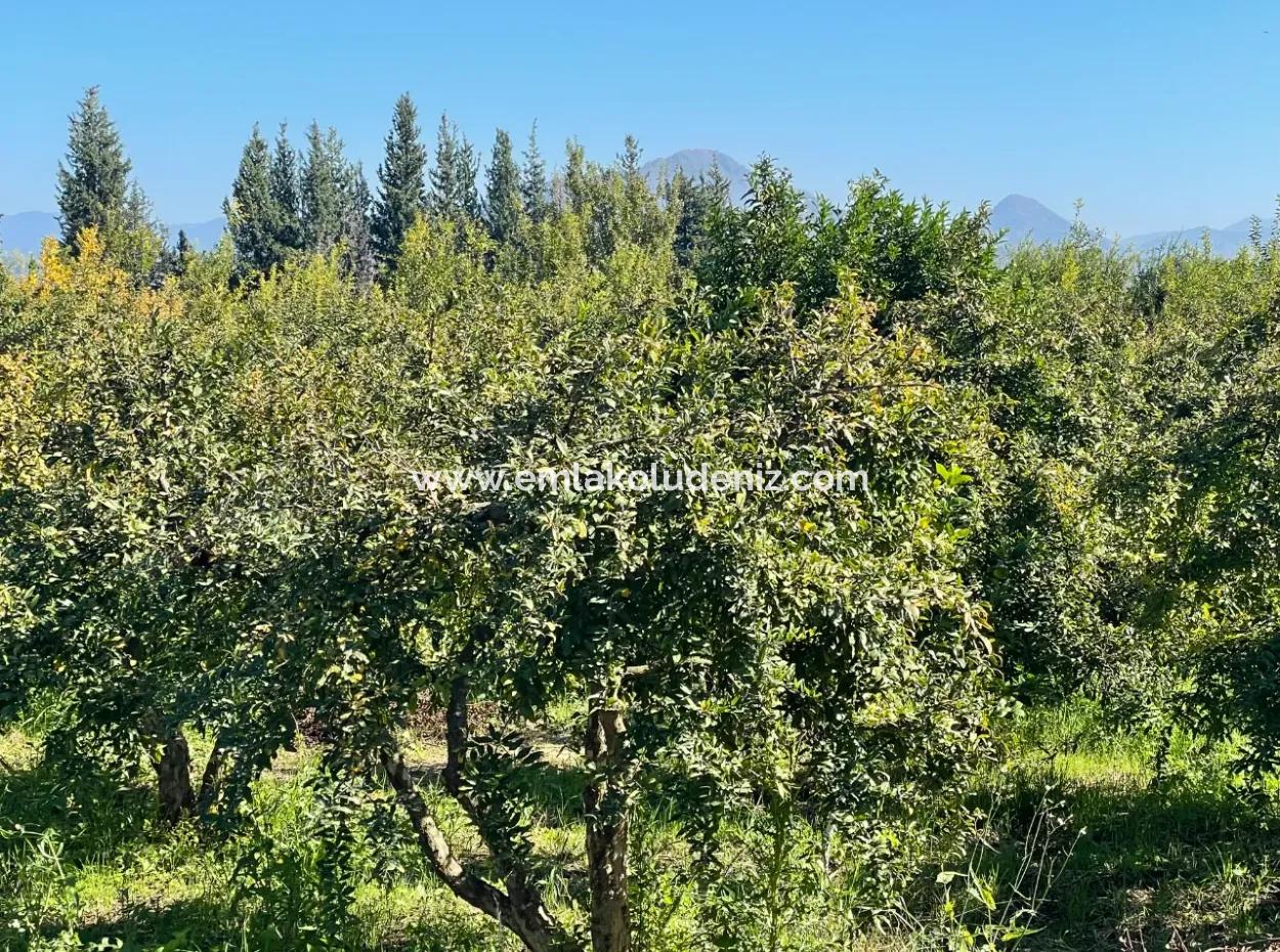 2223M2 Fields For Sale In Dalyan