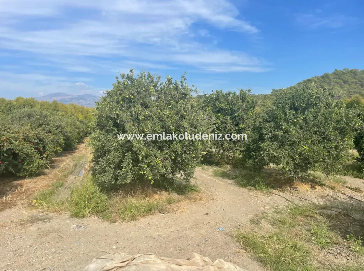 4000M2 Land For Sale Zoned In Village Built-Up Area In Tepearasin