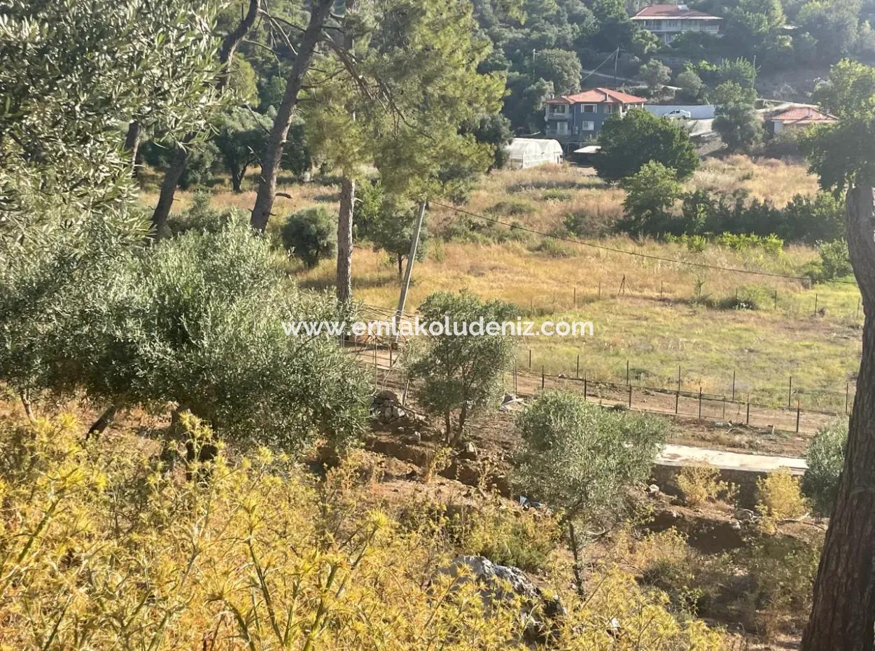 1,320M2 Field For Sale In Çandır Center By The Forest
