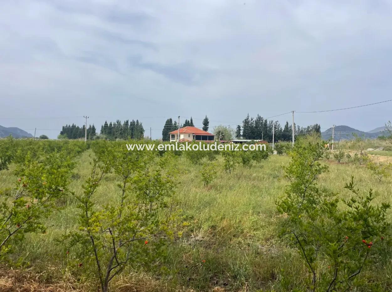 Field For Sale 6500M2 In Dalyan