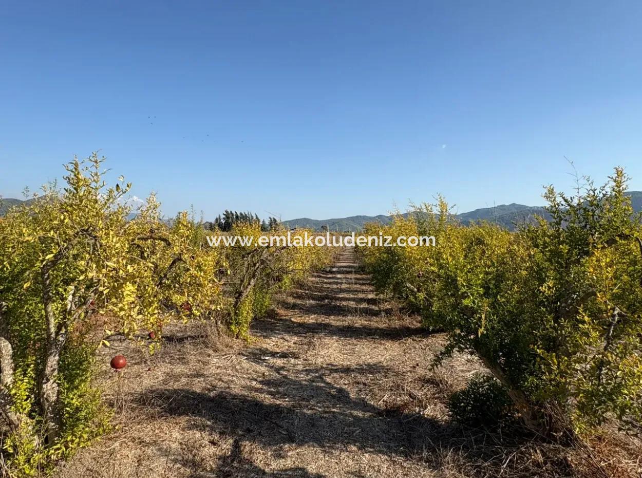 19.663M2 Farm Land And House For Sale In Eskiköy