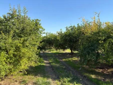 6150M2 Lemon And Pomegranate Garden For Sale In Eskiköy
