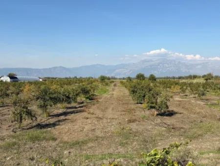 21500M2 Pomegranate Orchard For Sale In Eskiköy