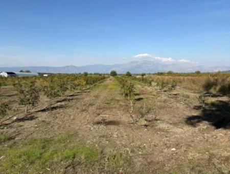 21500M2 Pomegranate Orchard For Sale In Eskiköy
