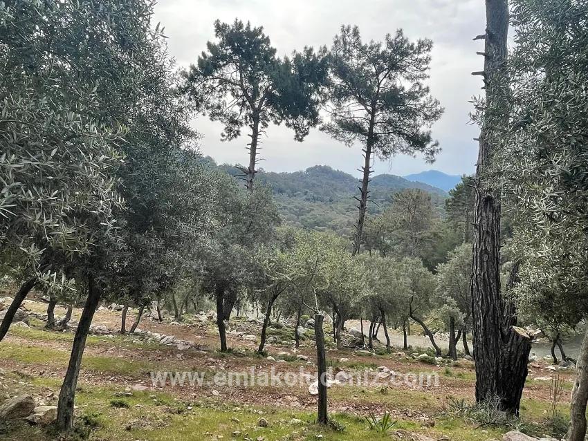 Для продажи Поле в Ekincik Köyceğiz - Под Оливковая роща застройку - 7.000 m²