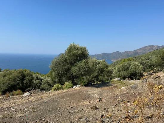В Çandır с видом на море 21.000 m2 продаётся 2b поле