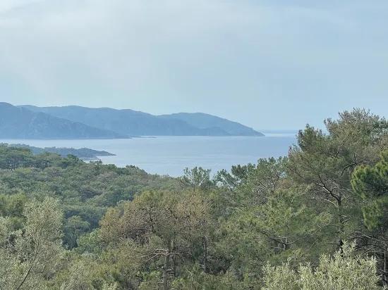 Köyceğiz Ekincik масличный сад с видом на море 7.000m2 2b на продажу