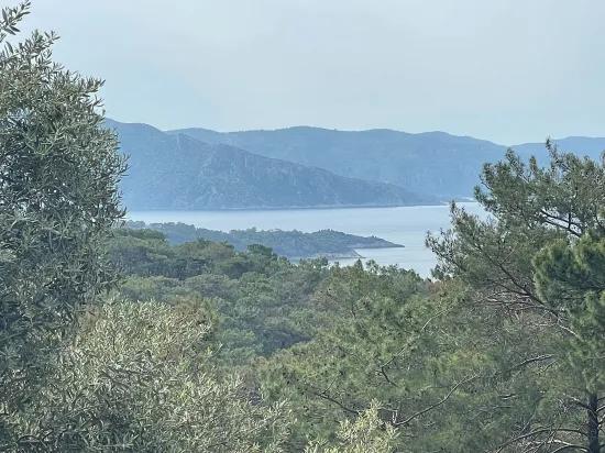 Köyceğiz Ekincik масличный сад с видом на море 7.000m2 2b на продажу