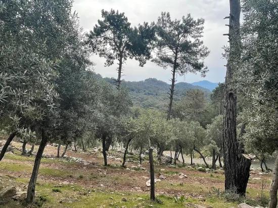 Köyceğiz Ekincik масличный сад с видом на море 7.000m2 2b на продажу