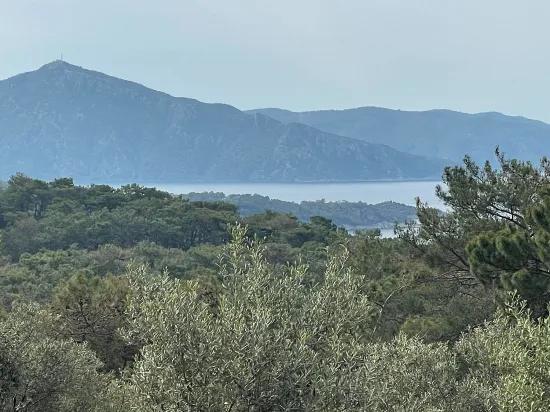 Köyceğiz Ekincik масличный сад с видом на море 7.000m2 2b на продажу
