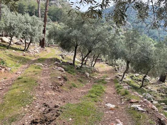 Köyceğiz Ekincik масличный сад с видом на море 7.000m2 2b на продажу