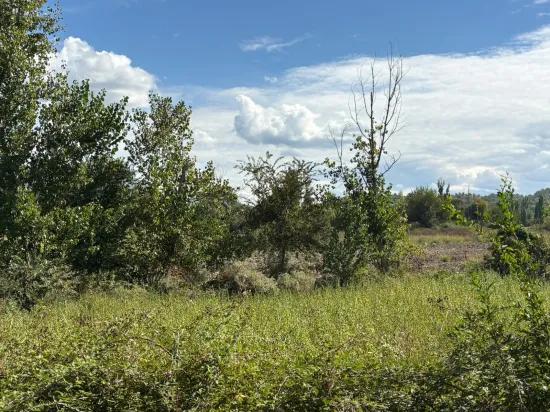 Поле площадью 10.500 m2 продаётся в Köyceğiz Zeytinalanı
