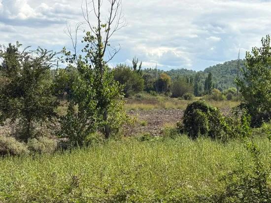 Поле площадью 10.500 m2 продаётся в Köyceğiz Zeytinalanı