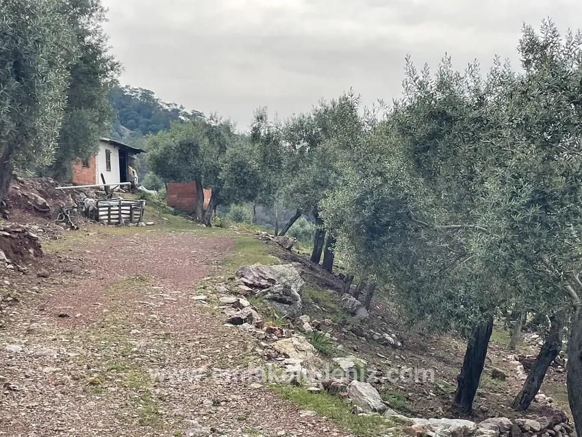 Köyceğiz Ekincik Mah. Satılık Tarla - Zeytinlik İmar Durumlu - 7.000 m²