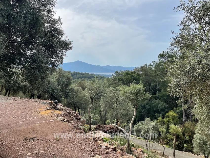 Köyceğiz Ekincik Mah. Satılık Tarla - Zeytinlik İmar Durumlu - 7.000 m²