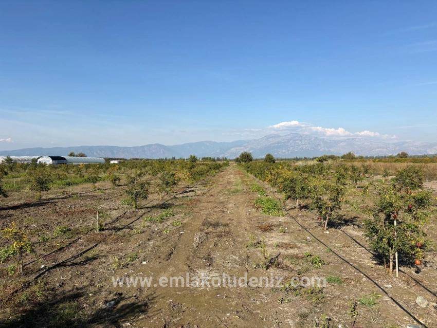 Eskiköy'de 21500m2 Satılık Nar Bahçesi