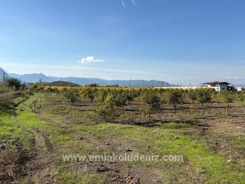 Eskiköy'de 21500m2 Satılık Nar Bahçesi