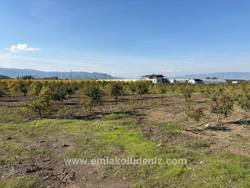 Eskiköy'de 21500m2 Satılık Nar Bahçesi