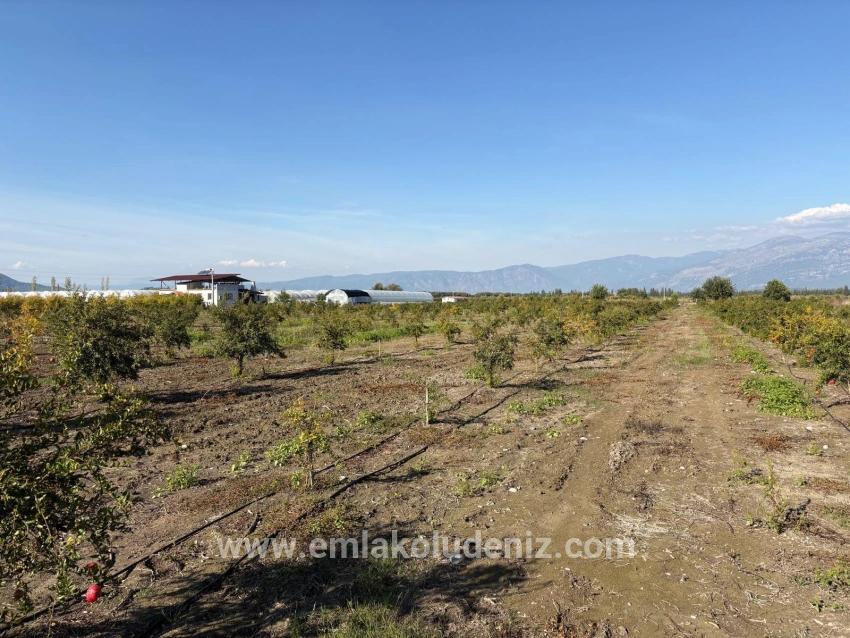 Eskiköy'de 21500m2 Satılık Nar Bahçesi