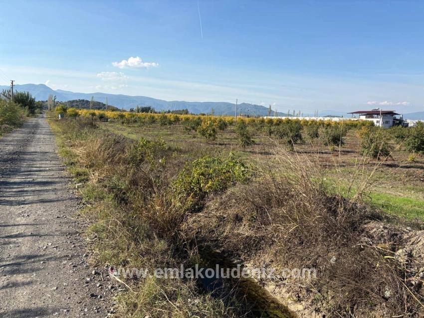 Eskiköy'de 21500m2 Satılık Nar Bahçesi