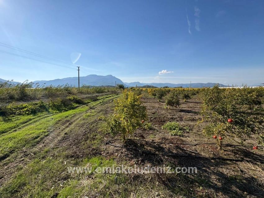 Eskiköy'de 21500m2 Satılık Nar Bahçesi