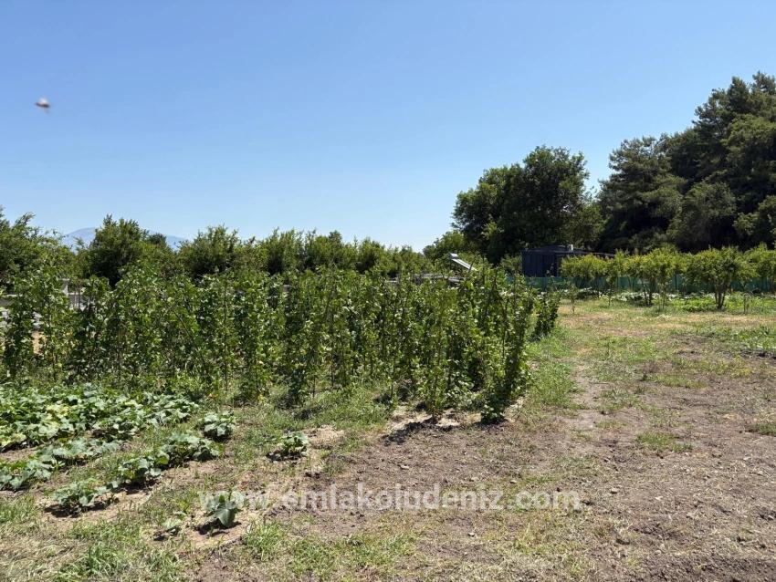 Ortaca Dalyan Mah. Satılık 2+1 Müstakil ev - 2.500 m²