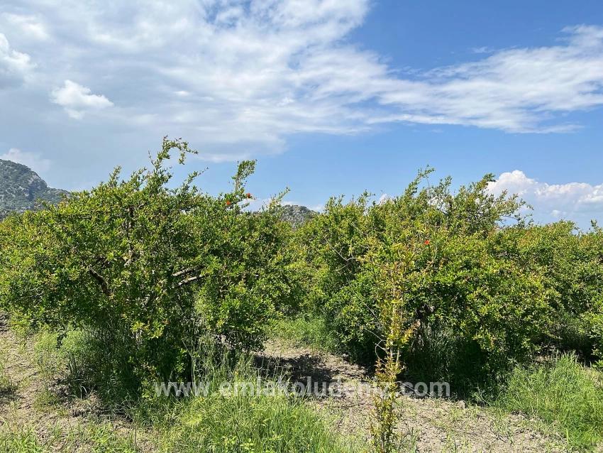 Dalyan Maraş Mevkiinden 5,100m2 %5 Konut İmarlı Satılık Arsa