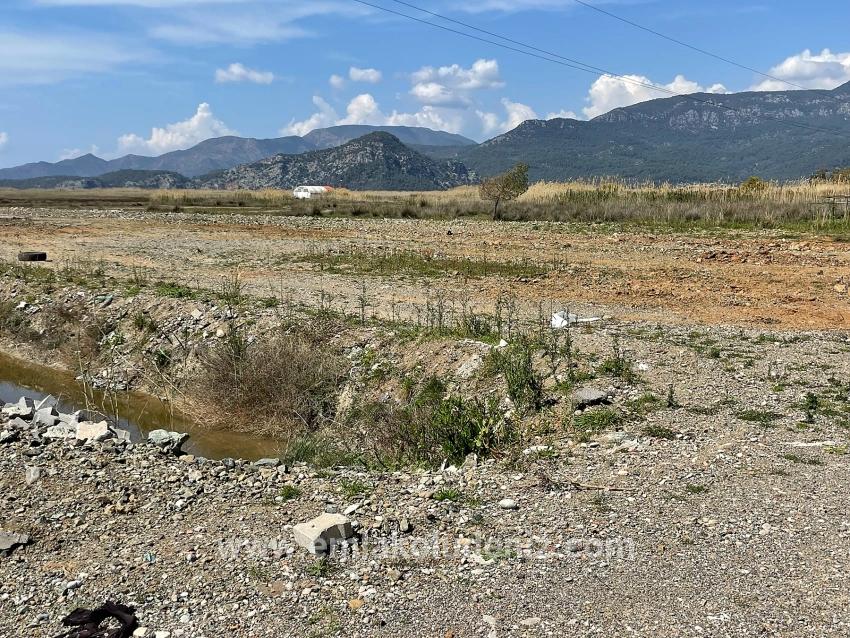 Dalyan İztuzu Plaj Yoluna Sıfır 19.600m2 Satılık Tarla