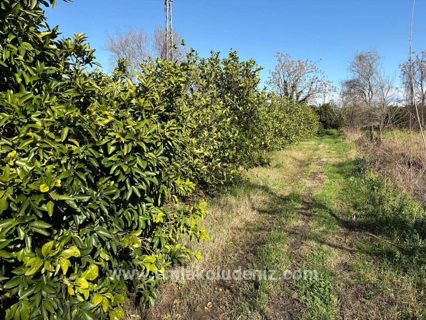 Dalyan'da 16.500m2 Satılık Limon Bahçesi