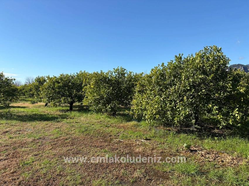 Ortaca Dalyan Mah. Satılık Tarla - Tarla İmar Durumlu - 16.500 m²