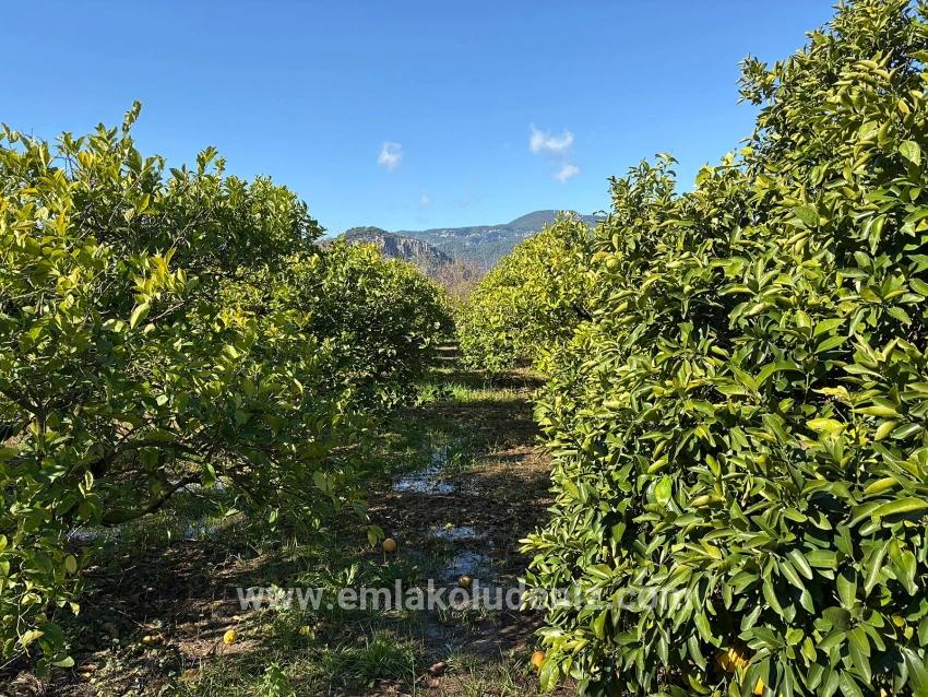 Dalyan'da 16.500m2 Satılık Limon Bahçesi