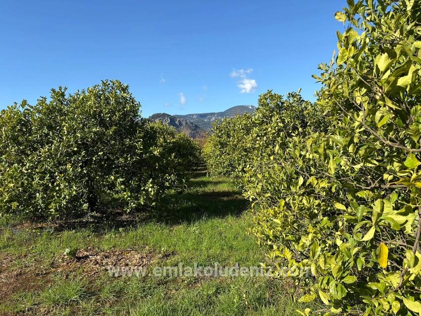 Ortaca Dalyan Mah. Satılık Tarla - Tarla İmar Durumlu - 16.500 m²