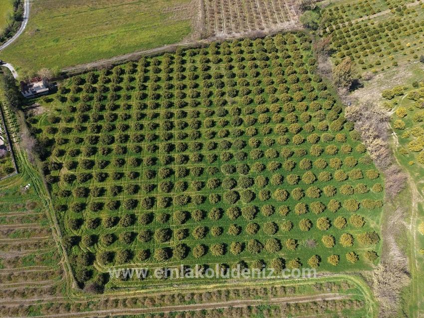 Dalyan Merkeze Yakın 17.550m2 Satılık Bağ-bahçe