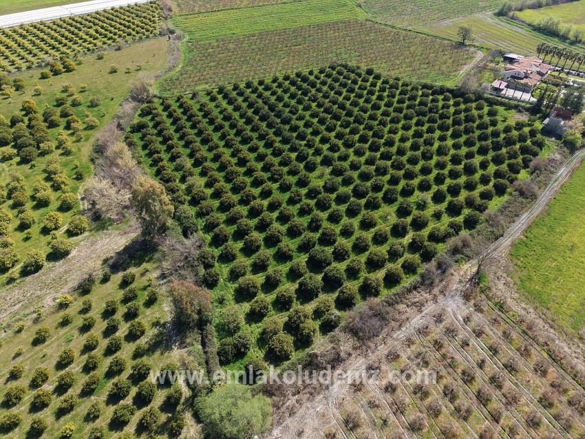 Dalyan Merkeze Yakın 17.550m2 Satılık Bağ-bahçe